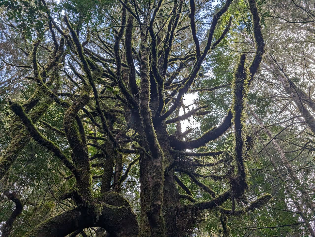 Dense forest canopy